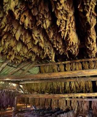 Tobacco drying, inside a shed or barn for drying tobacco leaves 