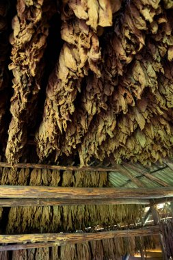 Tobacco drying, inside a shed or barn for drying tobacco leaves 