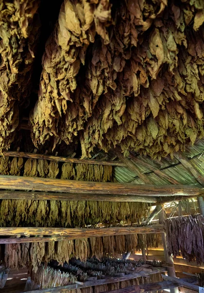 Tobacco drying, inside a shed or barn for drying tobacco leaves — Stock Photo, Image