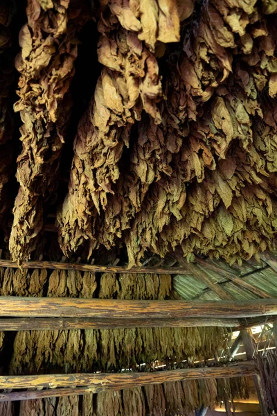 Tobacco drying, inside a shed or barn for drying tobacco leaves — Stock Photo, Image