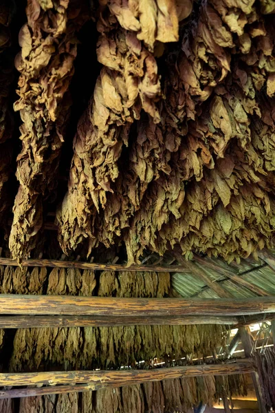 Tobacco drying, inside a shed or barn for drying tobacco leaves — Stockfoto