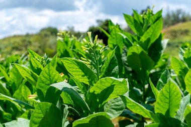 Küba 'da tütün ekimi çiçek açıyor. Yaprakların ve çiçeklerin yakın çekimi