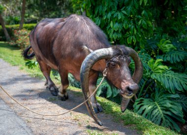 Güneşli bir günde yol kenarında yürüyen evcil bir bufalo.