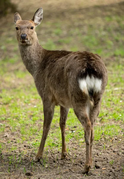 Sika Cervo Cervus Nippon Também Conhecido Como Veado Manchado Retrato — Fotografia de Stock