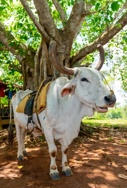 Cow Saddle Riding Tourists Pinar Del Rio Vinales Cuba — Stock Photo, Image