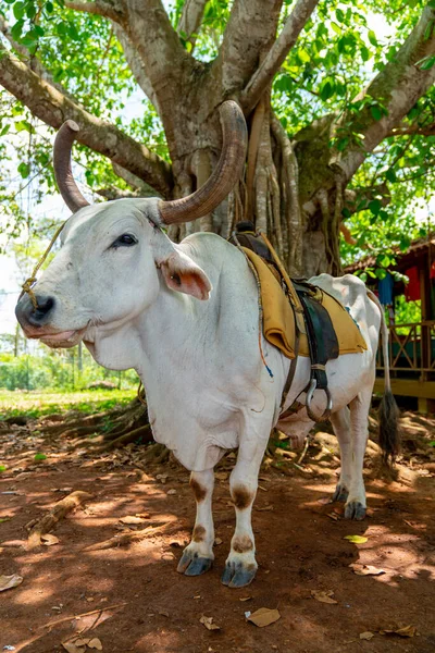 Cow Saddle Riding Tourists Pinar Del Rio Vinales Cuba — Stock Photo, Image