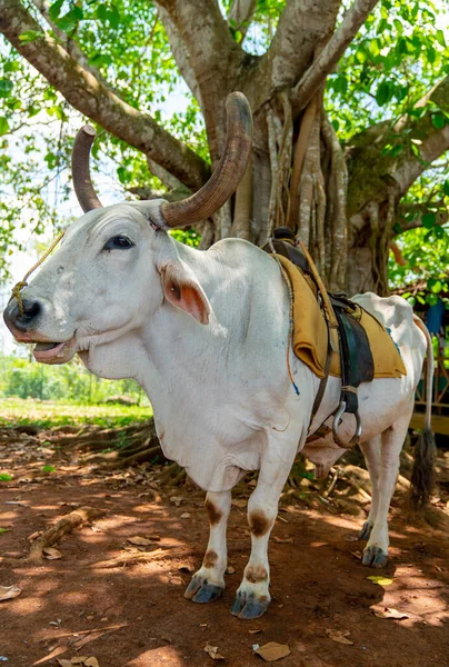 Cow Saddle Riding Tourists Pinar Del Rio Vinales Cuba — Stock Photo, Image