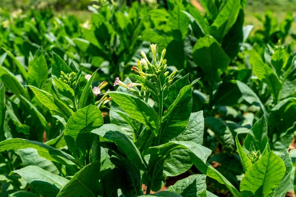Küba 'da tütün ekimi çiçek açıyor. Yaprakların ve çiçeklerin yakın çekimi