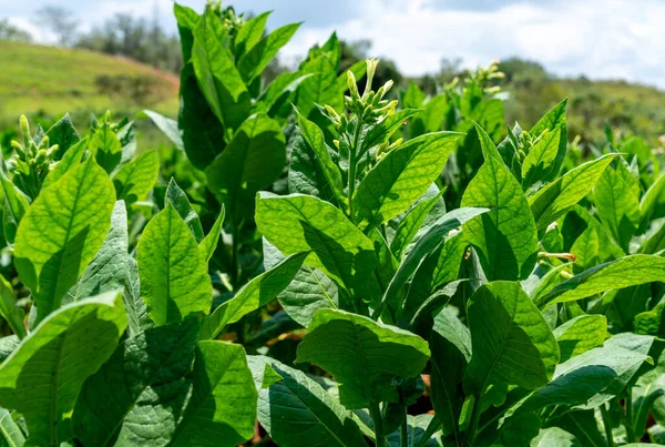 Küba 'da tütün ekimi çiçek açıyor. Yaprakların ve çiçeklerin yakın çekimi