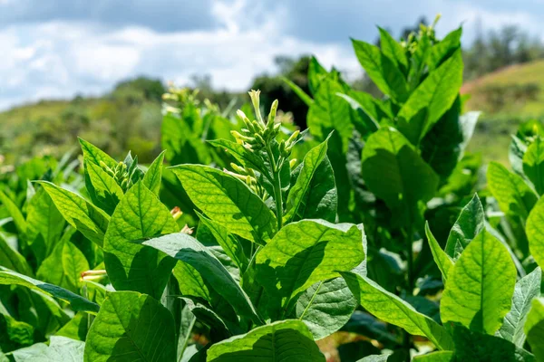Küba 'da tütün ekimi çiçek açıyor. Yaprakların ve çiçeklerin yakın çekimi