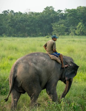 Mahout ya da fil binicisi dişi bir file biniyor. Vahşi yaşam ve kırsal fotoğraf. Asya filleri evcil hayvanlardır. Chitwan Ulusal Parkı, Nepal. Mayıs 2018