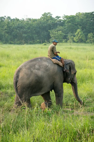 Mahout Jinete Elefante Montando Elefante Femenino Vida Silvestre Fotografía Rural —  Fotos de Stock