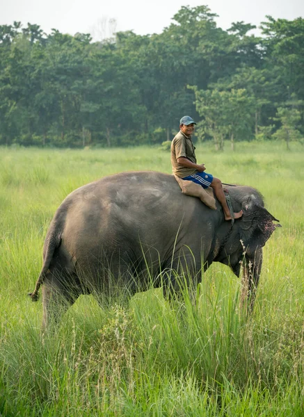 Mahout Eller Elefantryttare Rider Kvinnlig Elefant Vilt Och Lantligt Foto — Stockfoto