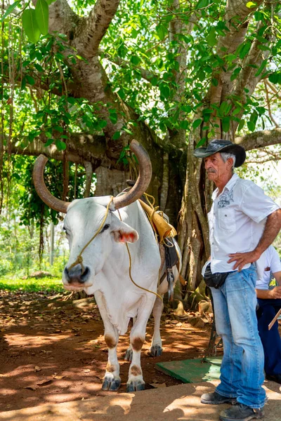 Man Cow Saddle Riding Tourists Pinar Del Rio Vinales Cuba — Stock Photo, Image