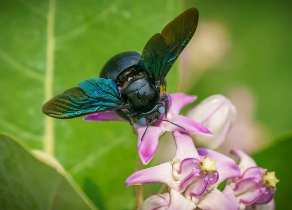 Xylocopa Valga Abeja Carpintera Calotropis Procera Manzana Sodoma Flores Macro — Foto de Stock