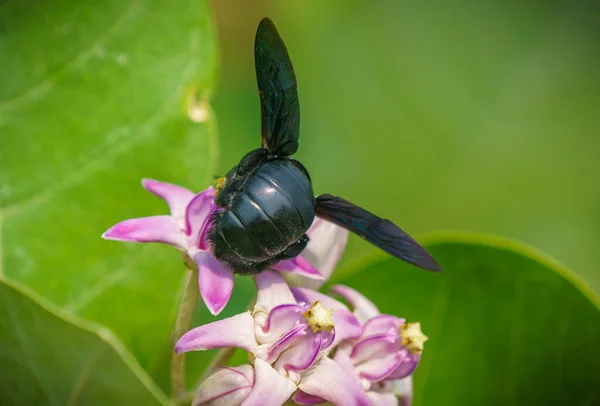 Xylocopa Valga Abeja Carpintera Calotropis Procera Manzana Sodoma Flores Macro — Foto de Stock