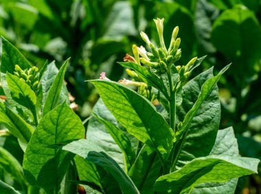 Küba 'da tütün ekimi çiçek açıyor. Yaprakların ve çiçeklerin yakın çekimi