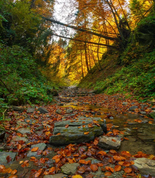 喀尔巴阡山脉群山中的秋天森林树 — 图库照片