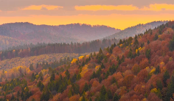 Осенние Лесные Деревья Горах Панорамные Деревья Карпатах — стоковое фото
