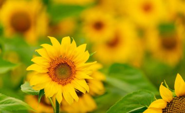 Tarlada açan ayçiçekleri. Yaz mevsiminde hasat ve tarım