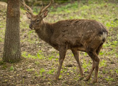 Sika geyiği Cervus nippon benekli geyik erkek portresi olarak da bilinir. Vahşi yaşam ve hayvan fotoğrafı. Japon geyiği
