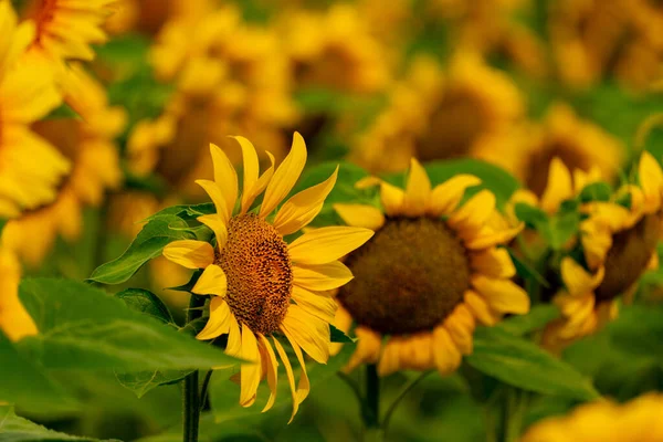 Słoneczniki Kwitną Pszczoły Polu Zbiory Rolnictwo Sezonie Letnim — Zdjęcie stockowe