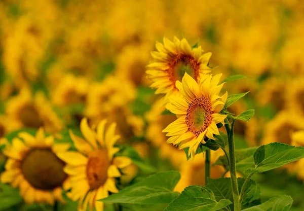 Sunflowers blooming in the field. harvest and agriculture in summer season