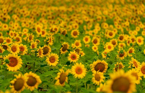 Girassóis Florescendo Campo Colheita Agricultura Estação Verão — Fotografia de Stock