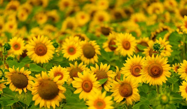 Słoneczniki Kwitną Polu Zbiory Rolnictwo Sezonie Letnim — Zdjęcie stockowe