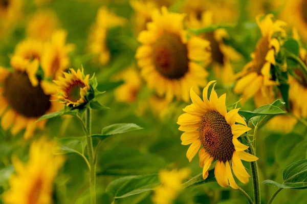 Tournesols Fleurissant Dans Les Champs Récolte Agriculture Saison Estivale — Photo