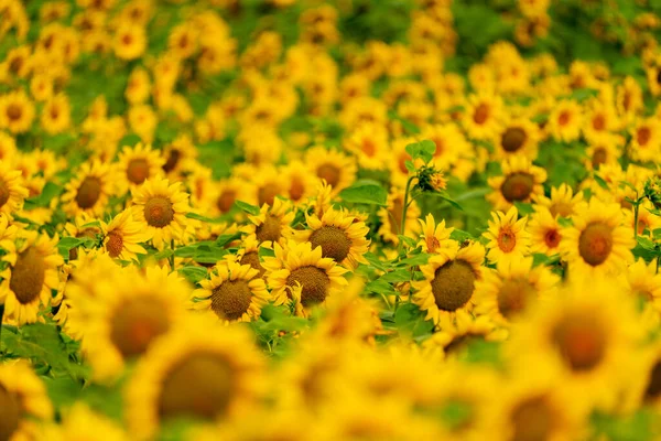 Zonnebloemen Bloeien Het Veld Oogst Landbouw Het Zomerseizoen — Stockfoto