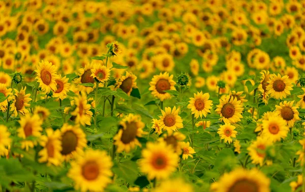 Sunflowers Blooming Field Harvest Agriculture Summer Season — Stock Photo, Image