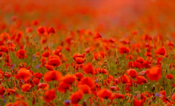 Поле Маковых Цветов Закате Восходе Солнца Сельское Хозяйство Природный Фон — стоковое фото