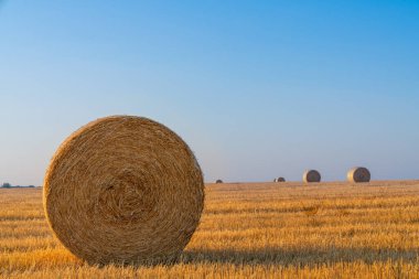 Saman ruloları ve sıcak günbatımı güneş ışığı tarlada. Tarım ve kırsal bölgeler