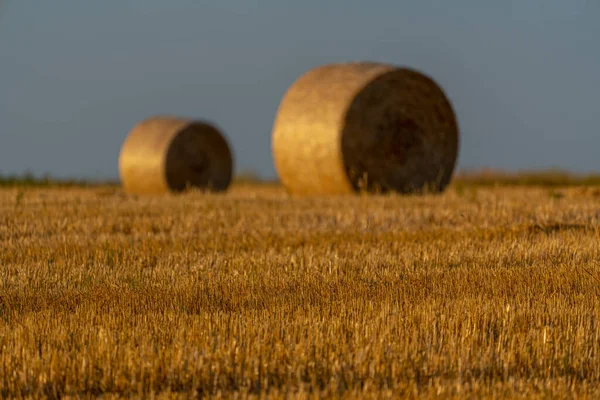 Harvested Field Hay Rolls Backgorund Shallow Dof Agriculture Rural Scenes — Stock Photo, Image