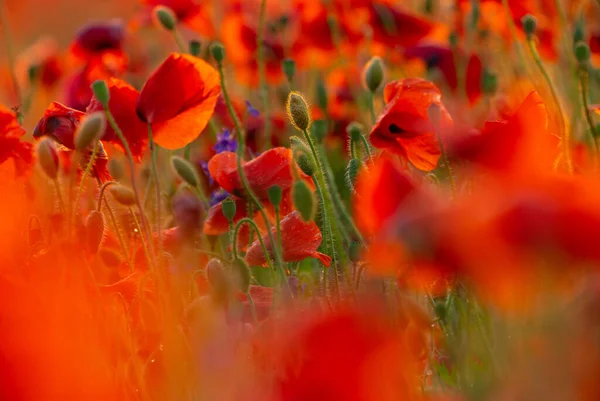 Campo Flores Papoula Close Macro Agricultura Fundo Natural — Fotografia de Stock