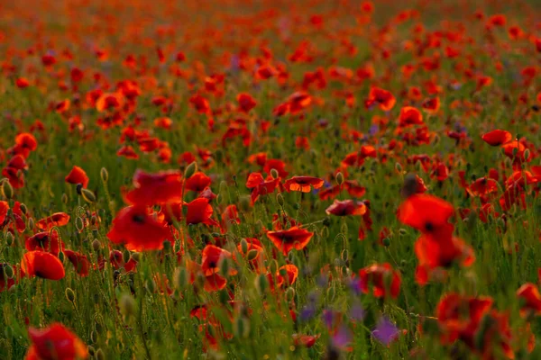 Campo Flores Papoula Pôr Sol Nascer Sol Agricultura Fundo Natural — Fotografia de Stock