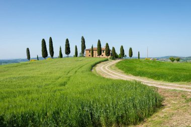 Villa ve virajlı driveway Pienza, Toskana, İtalya Val d'Orcia içinde açık mavi gökyüzü altında olan bir arpa buğday alana önünde selvi ağaçları ile ünlü çiftlik.