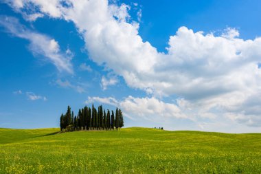 Ünlü ev Il Belvedere selvi ağaçları sabah sis San Quirico Orcia Toskana, İtalya sunrise, Val Orcia Vadisi'nin nazik tepeler arasında çevrili.