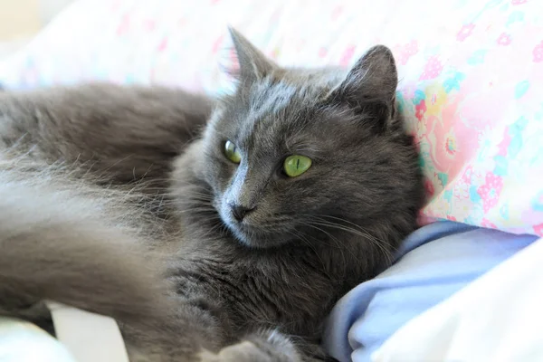 Beau chat nebelung — Photo