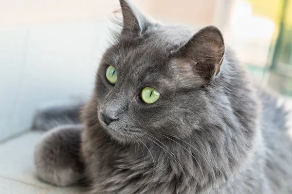 Nebelung chat gros plan — Photo