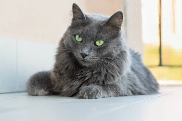 Female Nebelung cat Royalty Free Stock Images