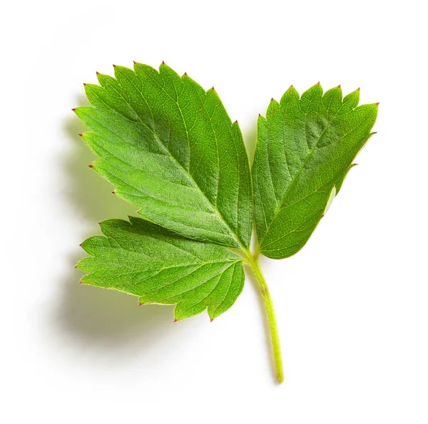 Hoja Fresa Verde Fresca Aislada Sobre Fondo Blanco —  Fotos de Stock