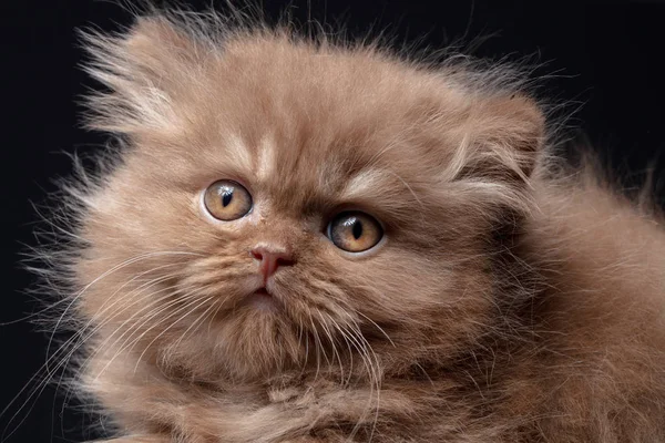 Portrait British Long Hair Kitten — Stock Photo, Image