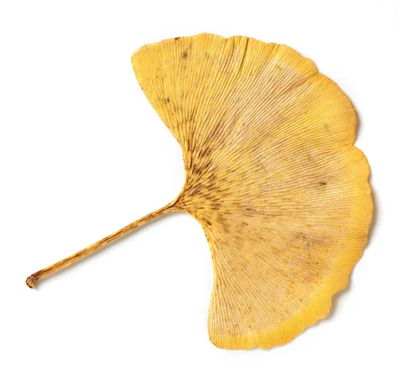 Geel blad van ginkgo biloba — Stockfoto