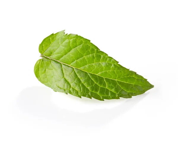 Frisches grünes Minzblatt — Stockfoto