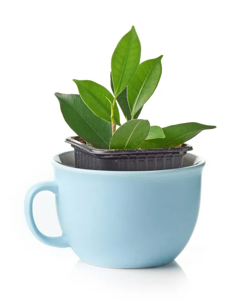 Нова Рослина Фікус Синій Чашці Ізольована Білому Тлі — стокове фото