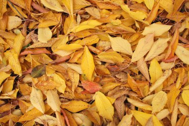 Güzel renkli arka plan ile sonbahar kiraz yaprakları