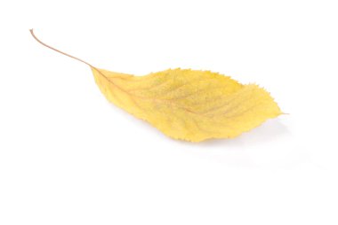 Koleksiyon güzel beyaz arka plan üzerinde renkli sonbahar kiraz yaprakları izole