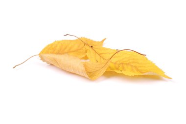 Koleksiyon grubu güzel renkli sonbahar kiraz yaprakları beyaz arkaplanda izole